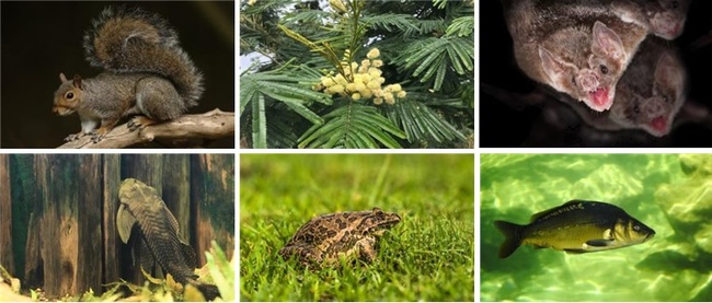 시계 방향으로 동부회색다람쥐, 호주아카시아, 흡혈박쥐, 거울잉어, 인도황소개구리, 오리노코플래코 (사진=국립생태원)