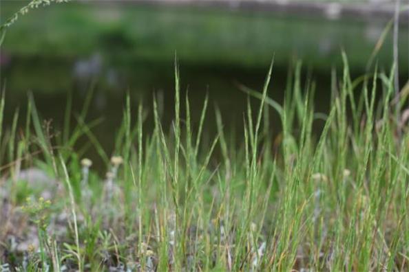 둔치개밀(미기록종)의 사진.