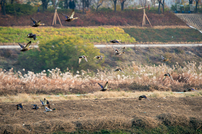 양천구, 안양천 겨울철새 전경
