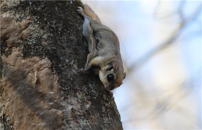 `이달의 멸종위기 야생생물`로 선정된 `하늘다람쥐` 활동 모습 (사진=국립공원공단)
