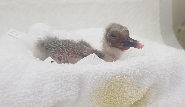 창녕군은 천연기념물이자 멸종위기야생생물 2급인 우포따오기가 지난 10일, 첫 부화를 했다고 밝혔다.