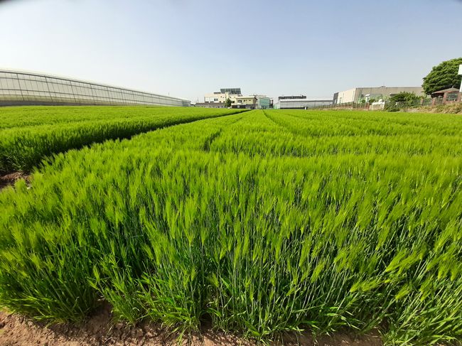 농기원 종자산업 관련 (보리 재배포장 전경)