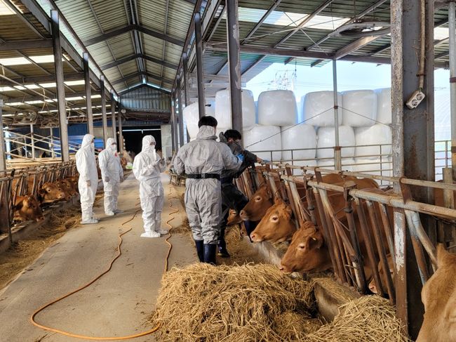 창원특례시, 구제역⸱럼피스킨 백신 일제접종 완료
