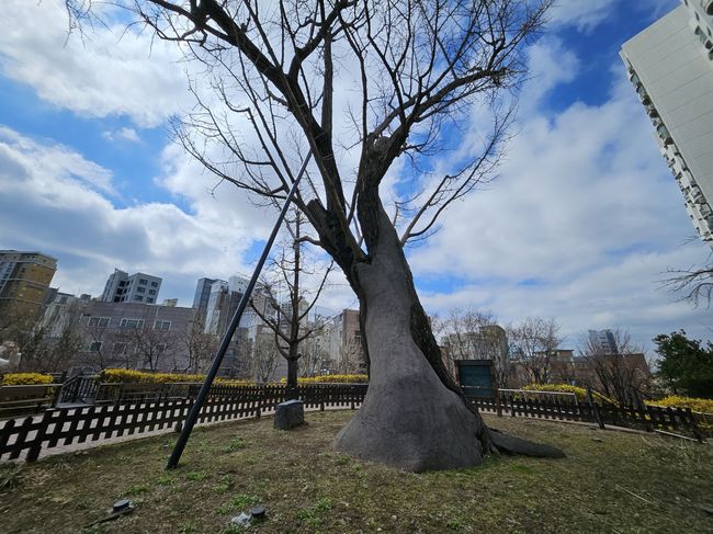 영등포의 유일한 보호수 당산 은행나무