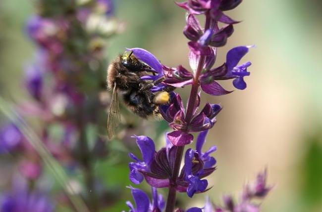 지난 16일 군포 초막골생태공원에서 멸종위기종인 참호박뒤영벌이 발견됐다.