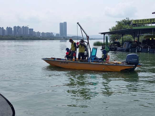 여주시 뱀장어 치어 남한강에 방류