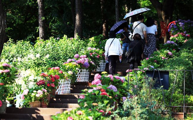 수국동산을 걷는 주민들