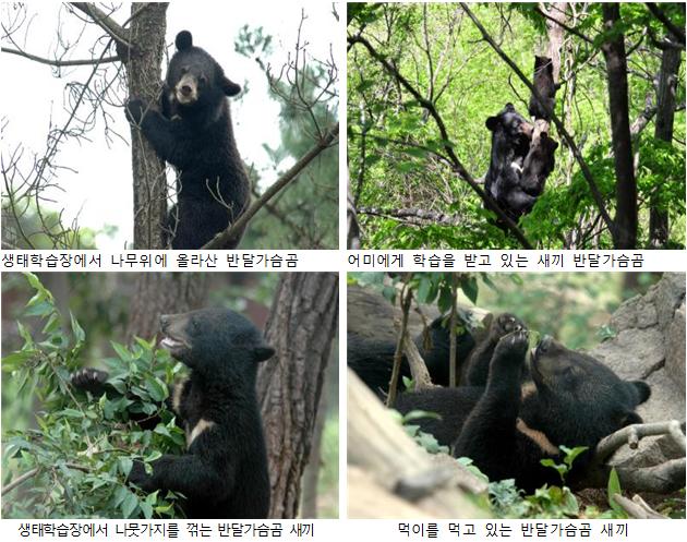반달가슴곰 사진