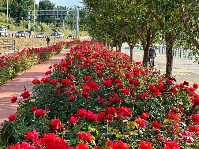 중랑천변을 따라 가득 피어난 가을장미와 황화코스모스의 모습