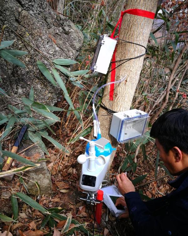 고로쇠나무 수액