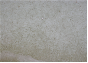 방류용 대하 종자