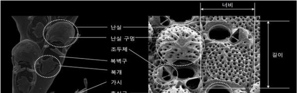 태형동물의 외부 형태 명칭