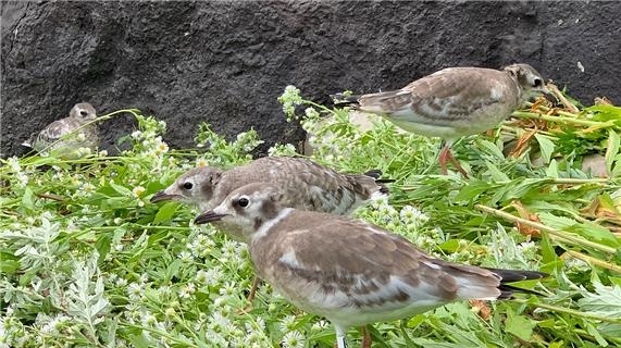 인공육추 중인 검은머리갈매기