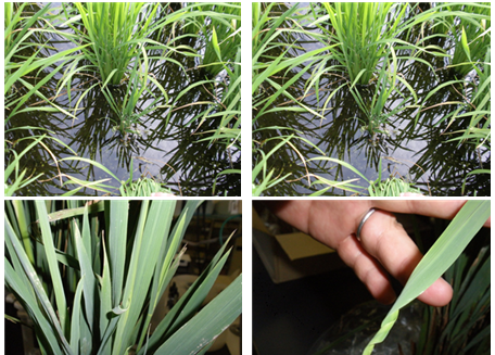 농촌진흥청은 ‘벼남방검은줄오갈병’의 매개충이 되는 흰등멸구의 중국 내 발생 밀도가 크게 늘면서 피해 예방을 위한 대비를 당부했다. (사진 = 농진청 제공)