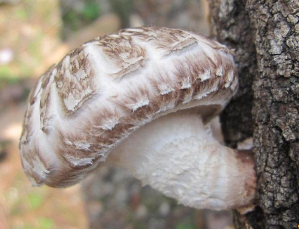 산림청 국립산림과학원은 표고버섯 민간 육종전문가를 양성하기 위한 ‘표고버섯 육종기술 교육’을 실시한다. (사진 = 산림청 제공)