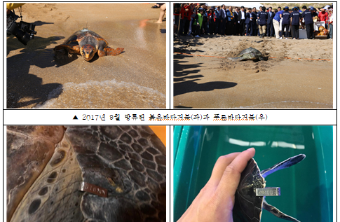 해양수산부는 우리나라에서 방류된 바다거북 중 일부가 일본, 중국, 베트남 등 동남아시아의 따뜻한 바다에서 겨울을 지내고 다시 우리나라로 돌아오는 생태특성을 지녔음을 밝혀냈다. (사진 = 해양수산부 제공)