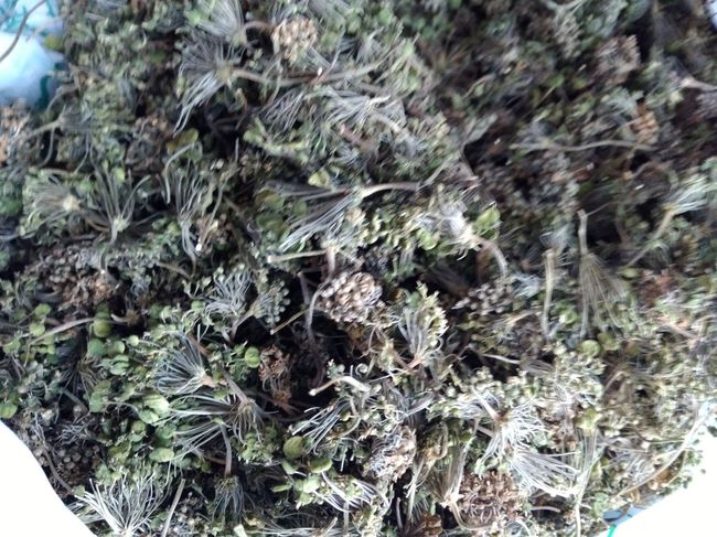 인삼꽃 사진 (사진=식품의약품안전처)