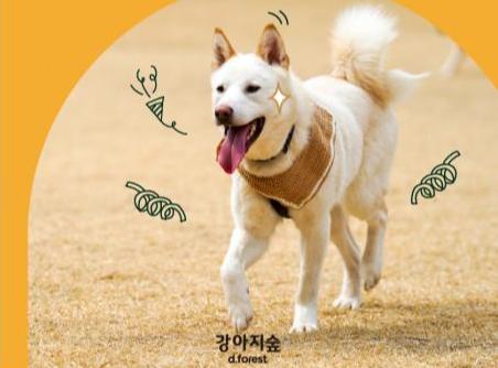 강아지숲 진돗개의 날 이벤트