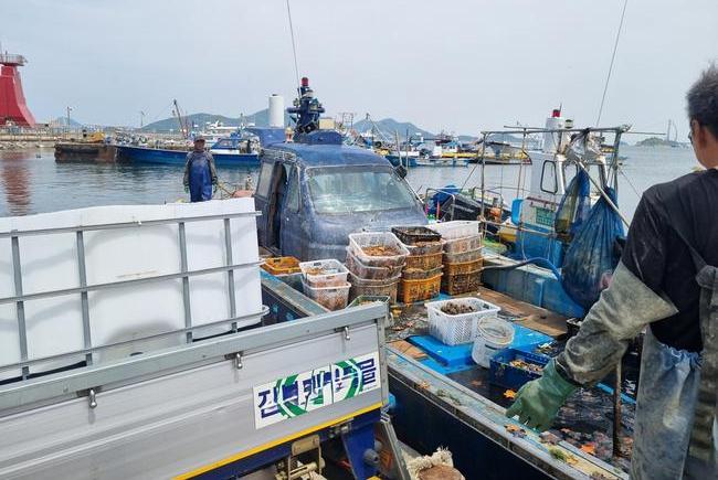 군산시, 어장 황폐화 주범 불가사리 퇴치 앞장