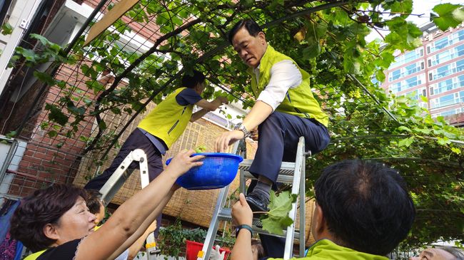 청포도를 따는 이승로 성북구청장