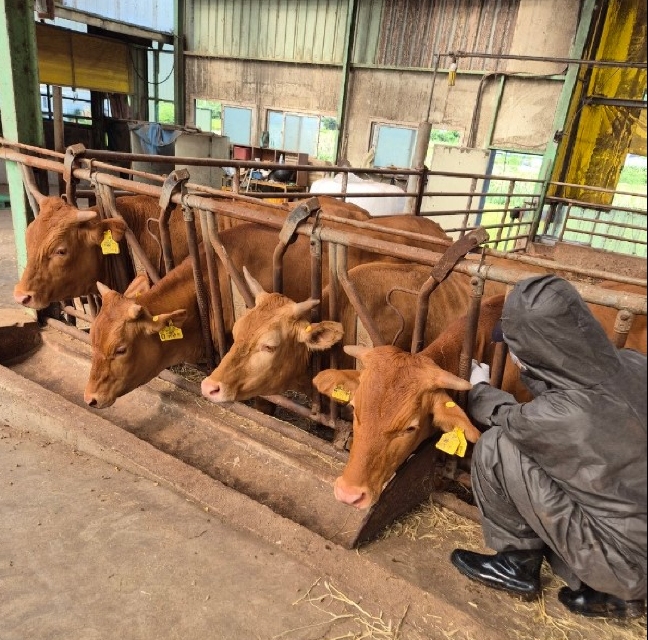 용인특례시가 지역 내 한우농가 221곳에서 사육 중인 모든 한우에 럼피스킨 긴급 백신 접종을 완료했다.
