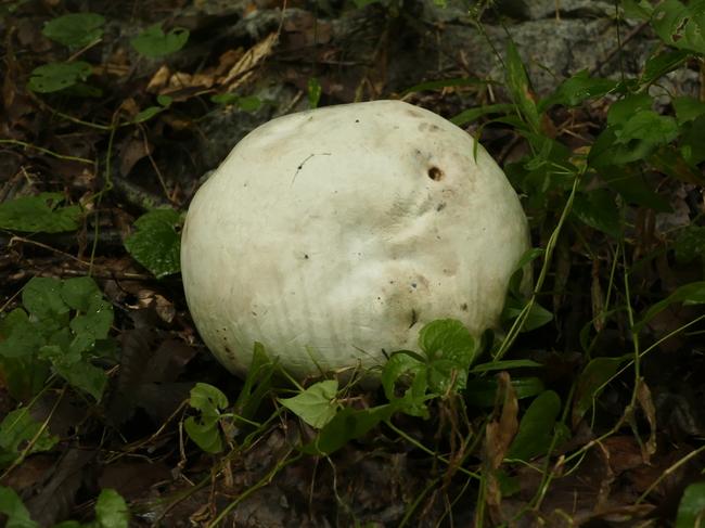 희귀야생버섯 `댕구알버섯` 8년 만에 울산서 발견