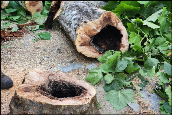 수간단층 촬영장비에 따른 위험수목 확인 후 정비하고 있다.